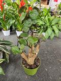 6 inch Pot- Fabian Aralia Tree Stump Unique Bonsai Live Plant, 6" Pot, Green/Purple Foliage - Get similar to picture
