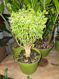 6 inch Pot - about 10-12" tall Bonsai Variegated Green and white/yellow Ming Aralia, Get one similar to picture