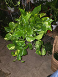 6 inch Pot - Big/XL Green Pothos Air Purifier for your indoor  1 foot strings at least - Get similar to picture or bigger!