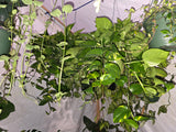 6 inch Pot - Big/XL Green Pothos Air Purifier for your indoor  1 foot strings at least - Get similar to picture or bigger!
