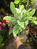 6 inch pot - Calathea Concinna 'Freddie Beautiful light green indoor plant easy care air Purifier  - Get similar to the picture!