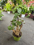 6 inch Pot- Fabian Aralia Tree Stump Unique Bonsai Live Plant, 6" Pot, Green/Purple Foliage - Get similar to picture