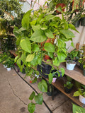 8 inch Pot- XL Golden Pothos hanging plant Elegant Air Purifier Big Bushy plant- Get similar to picture