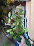 6 inch Pot- *Rare* Hoya Australis with moss pole-  Get similar to the picture