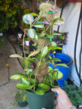 6 inch Pot- *Rare* Hoya Australis with moss pole-  Get similar to the picture