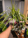 6 inch Pot - 15 inch tall, Dracaena Marginata Magenta Madagascar Dragon Tree, Live Indoor Plant, Easy Care, get similar to picture