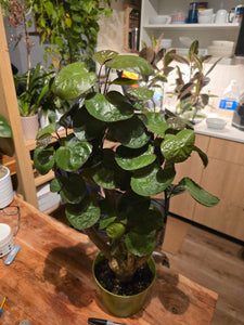 6 inch Pot- Fabian Aralia Tree Stump Unique Bonsai Live Plant, 6" Pot, Green/Purple Foliage - Get similar to picture