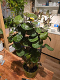 6 inch Pot- Fabian Aralia Tree Stump Unique Bonsai Live Plant, 6" Pot, Green/Purple Foliage - Get similar to picture
