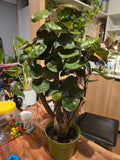 6 inch Pot- Fabian Aralia Tree Stump Unique Bonsai Live Plant, 6" Pot, Green/Purple Foliage - Get similar to picture