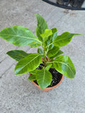 8" Pot - XL size Ficus elastica Yellow Gem Rubber Tree - Get one similar to picture