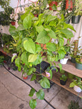 8 inch Pot- XL Golden Pothos hanging plant Elegant Air Purifier Big Bushy plant- Get similar to picture