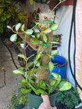 6 inch Pot- *Rare* Hoya Australis with moss pole-  Get similar to the picture