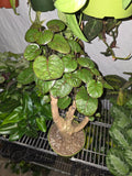 6 inch Pot- Fabian Aralia Tree Stump Unique Bonsai Live Plant, 6" Pot, Green/Purple Foliage - Get similar to picture