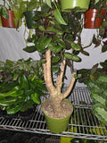 6 inch Pot- Fabian Aralia Tree Stump Unique Bonsai Live Plant, 6" Pot, Green/Purple Foliage - Get similar to picture