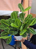 6 inch Pot - Lemon Lime Prayer Plant, Lemon Lime Marantha, Popular and Attractive houseplant - Get similar to the picture