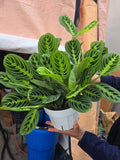 6 inch Pot - Lemon Lime Prayer Plant, Lemon Lime Marantha, Popular and Attractive houseplant - Get similar to the picture