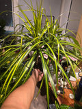 6 inch Pot - 15 inch tall, Dracaena Marginata Magenta Madagascar Dragon Tree, Live Indoor Plant, Easy Care, get similar to picture