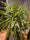 6 inch Pot - 15 inch tall, Dracaena Marginata Magenta Madagascar Dragon Tree, Live Indoor Plant, Easy Care, get similar to picture