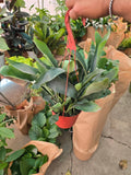 6 inch pot -Staghorn Fern- Very full bushy plant -(Cuerno de Venado) Platycerium biforcatum - Exotic Houseplant - Get similar