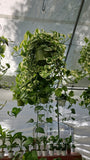 6 inch Pot XL Plant - Pearls and Jade Pothos - N' Joy pothos - Indoor plant air Purifier- Get similar as picture!