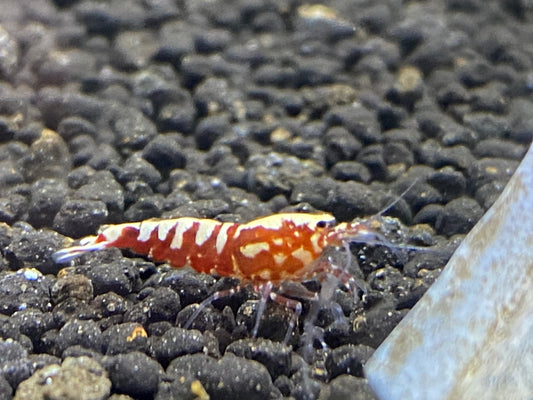 Red Galaxy Mix plus for DOA