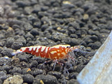 Red Galaxy Shrimp  (PACK OF 5+1 for DOA extra)