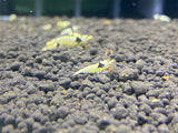 Freshwater PBL/ Pure Black Line - Mosura plus for DOA