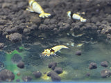 PBL/Pure Black Line Shrimp SS Mosura (PACK OF 5+1 for DOA extra)