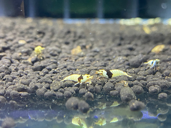 Freshwater PBL/ Pure Black Line - Mosura plus for DOA