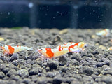 Crystal Red Shrimp A/S plus for DOA