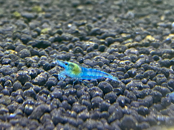 Blue Velvet Shrimp/ Blue Jelly plus for DOA