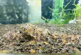 Freshwater Super Tiger (Thick Band) (PACK OF 5+1 for DOA extra)