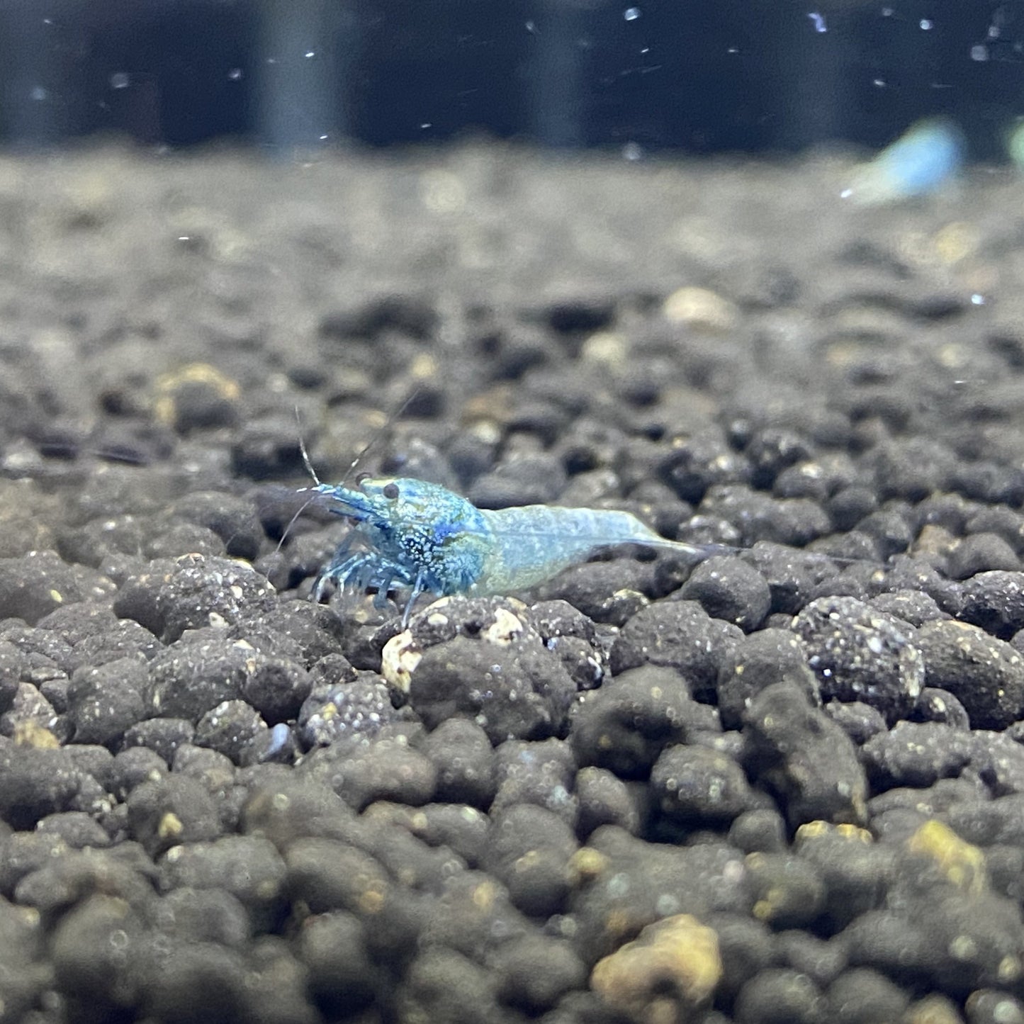 BLUE BOLT