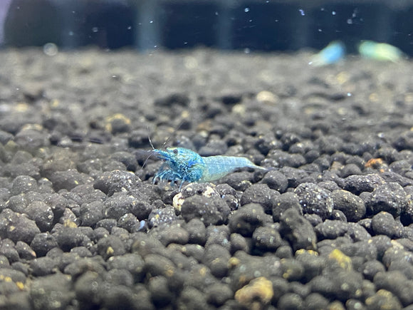 Freshwater  Blue Bolt A/S plus for DOA