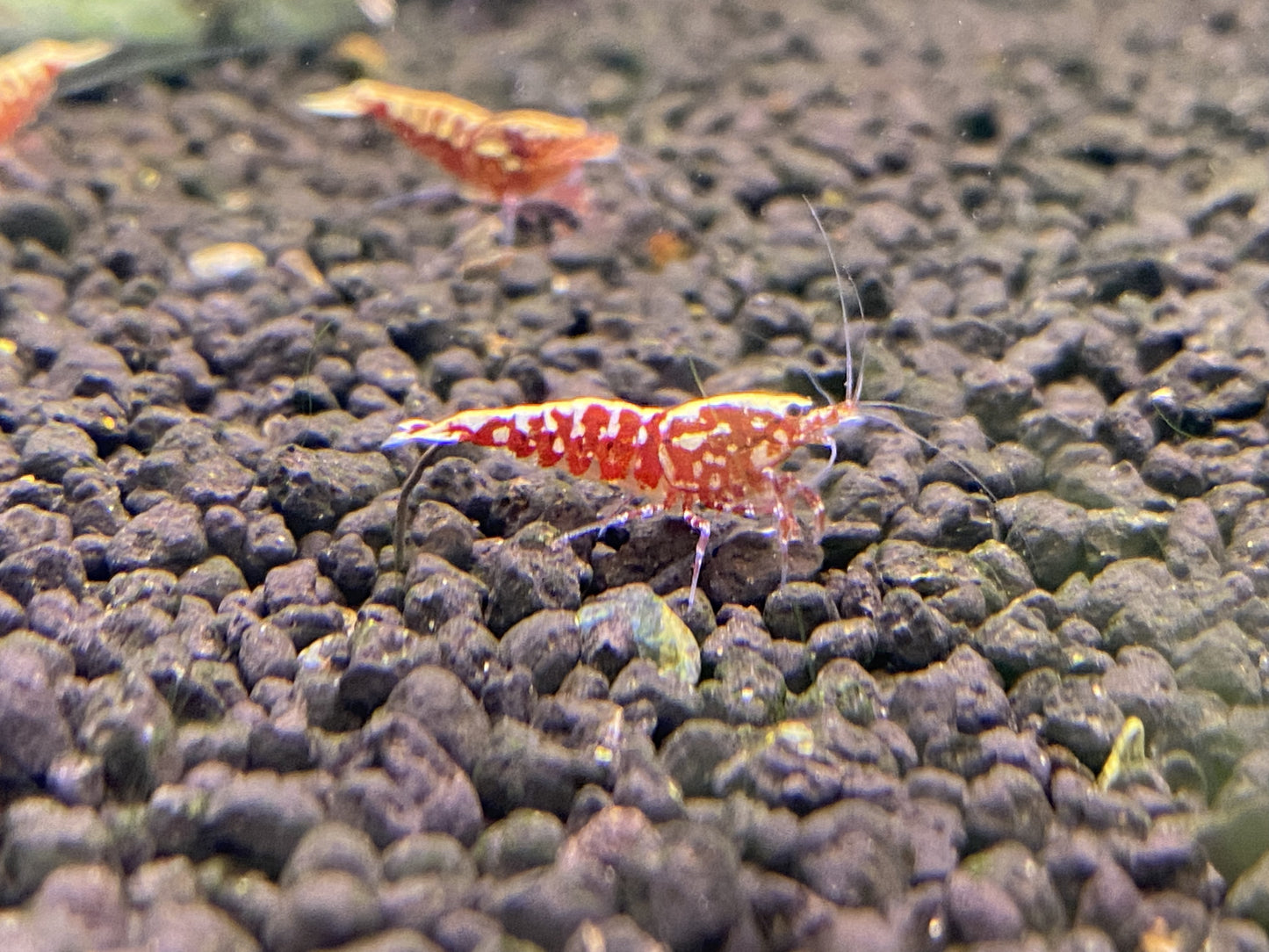 RED GALAXY