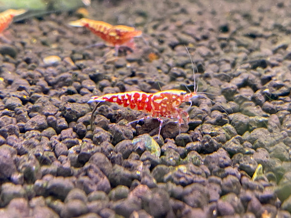 Red Galaxy Shrimp  (PACK OF 5+1 for DOA extra)