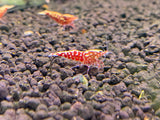 Red Galaxy Shrimp  plus for DOA