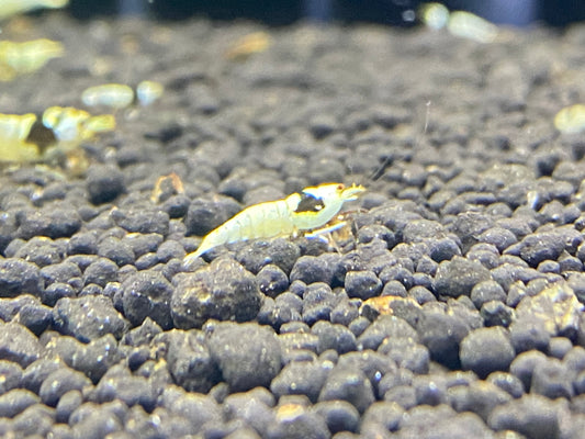 PBL/ Pure Black Line - Mosura plus for DOA