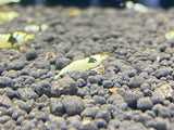 Freshwater PBL/ Pure Black Line - Mosura plus for DOA