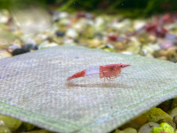 Freshwater Red Rili plus for DOA