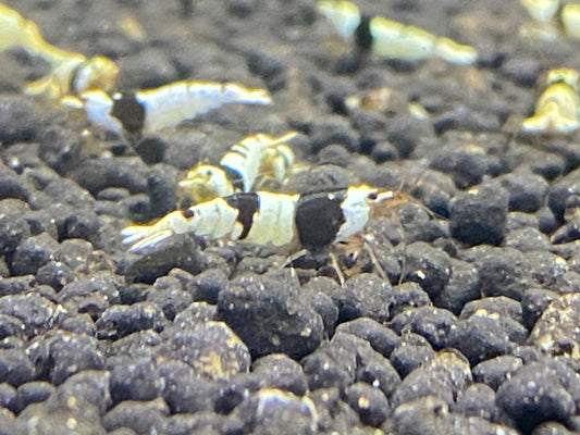 Crystal Black A/S plus for DOA