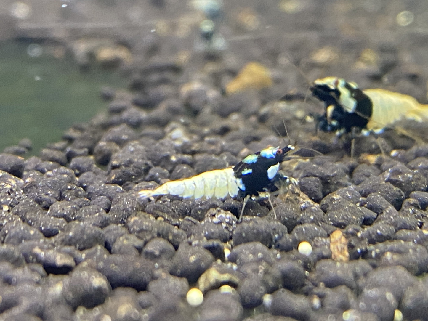 BLACK PINTO