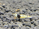 Freshwater  Crystal Black A/S plus for DOA