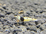Crystal Black Shrimp A/S (PACK OF 5+1 FOR DOA EXTRA)