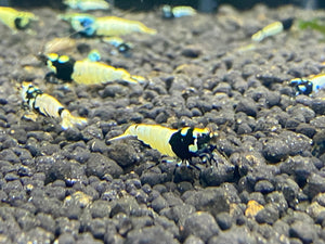 Black Pinto Shrimp (Pack of 5+1)