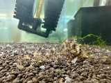 Freshwater Super Tiger (Thick Band) (PACK OF 5+1 for DOA extra)