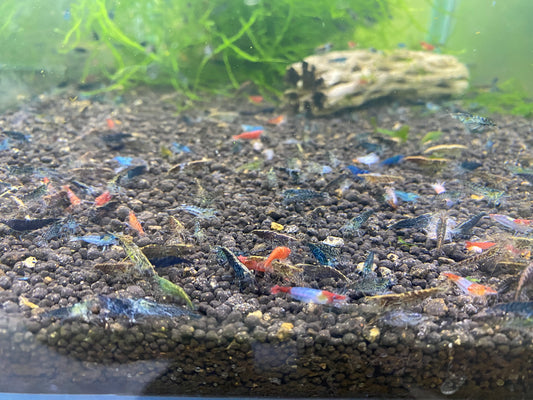 NEO-Caridina Skittles (assorted colors) plus for DOA