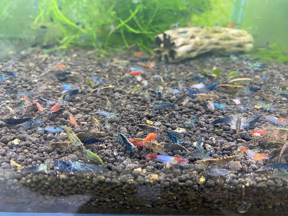 Freshwater NEO-Caridina Skittles (assorted colors) plus for DOA