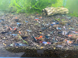 Freshwater NEO-Caridina Skittles (assorted colors) plus for DOA