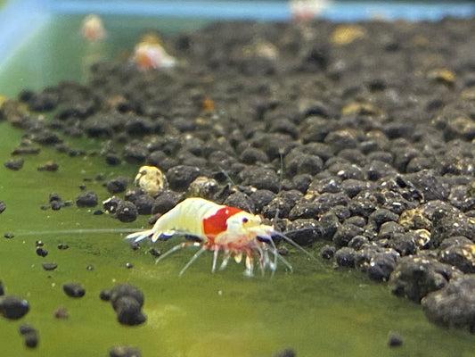 PRL/ Pure Red Line - Mosura SS grade plus for DOA